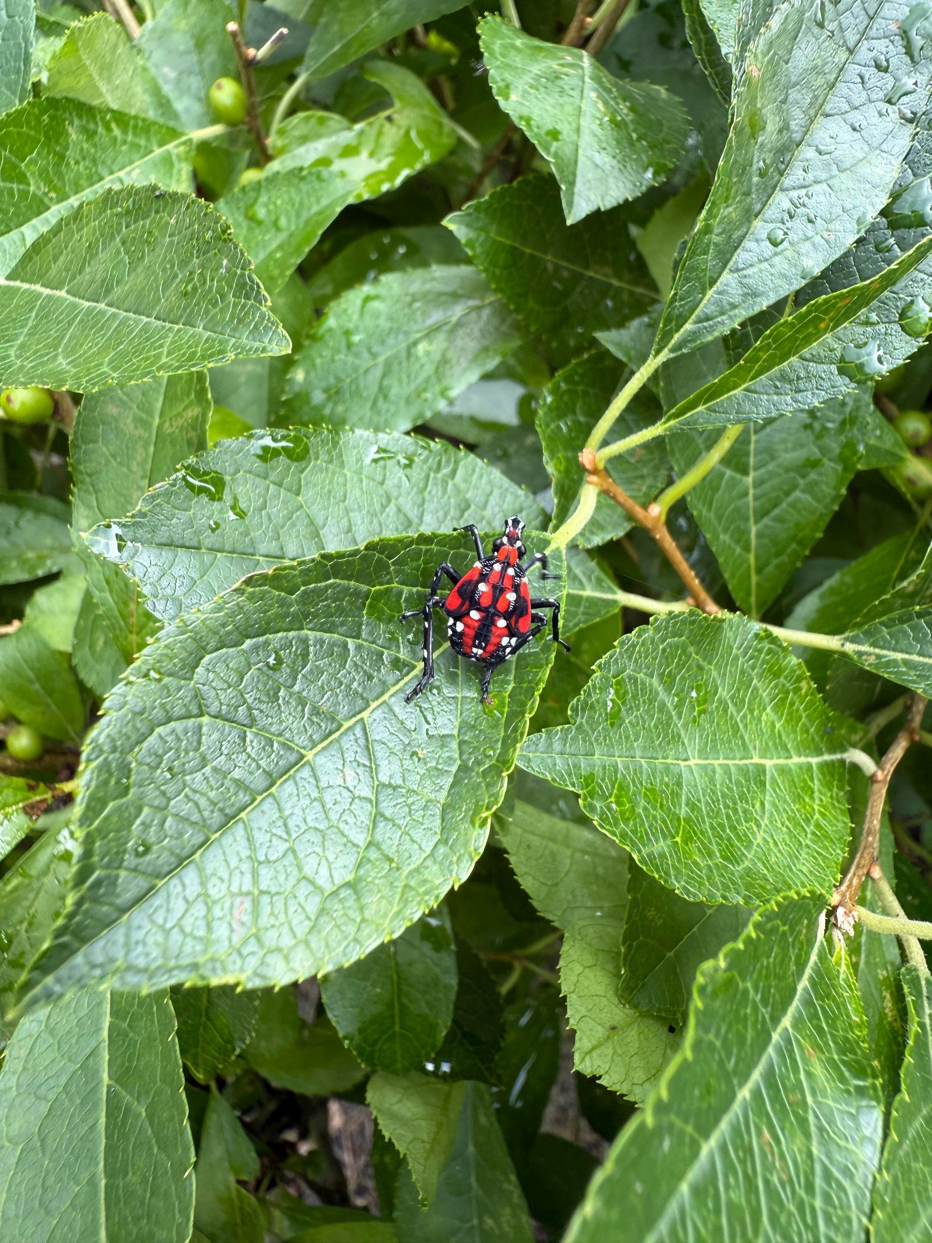 Red and black spotted insect on a green leaf covered in water droplets.