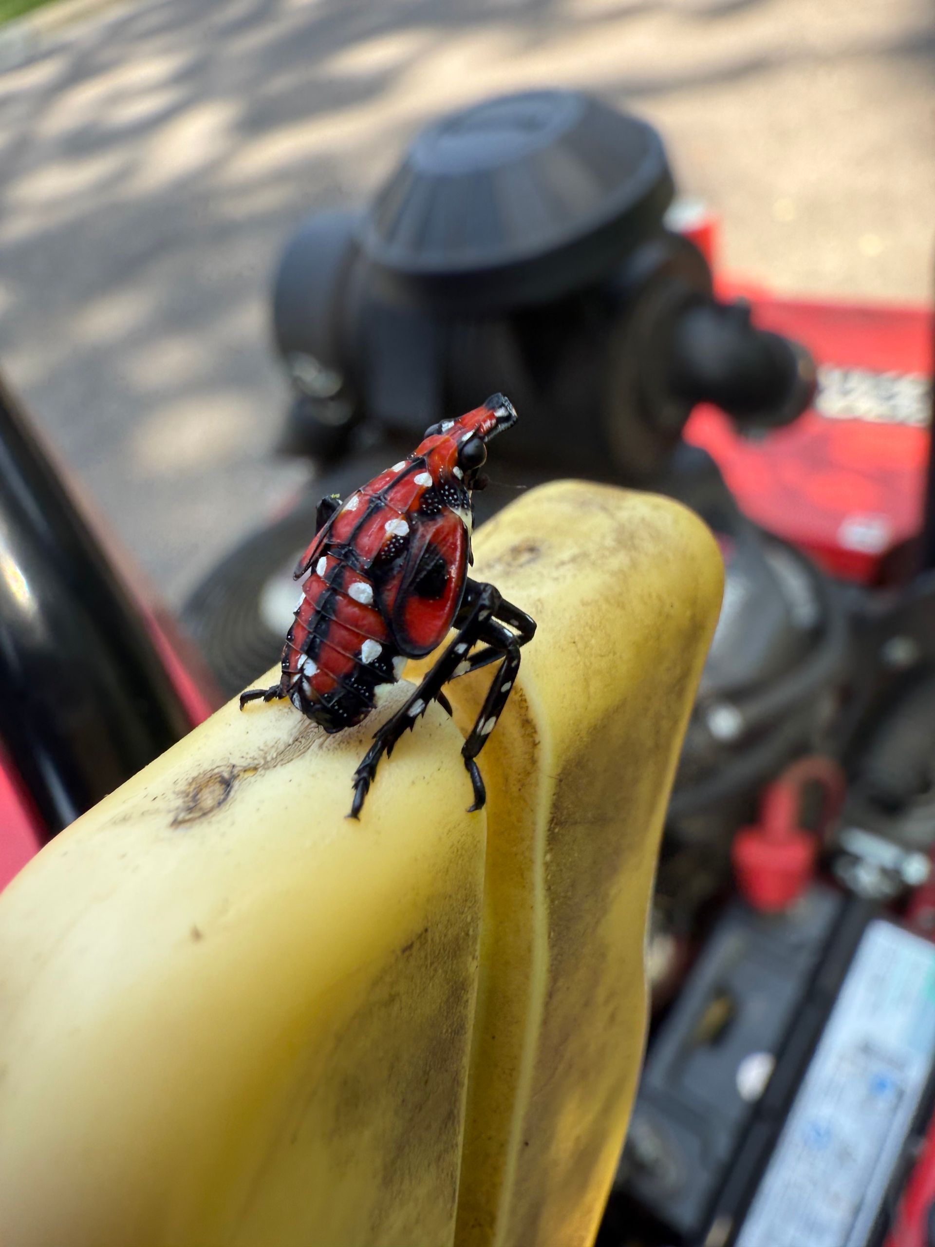 Spotted lanternfly with red wings and white spots on a yellow gas can, engine in background.