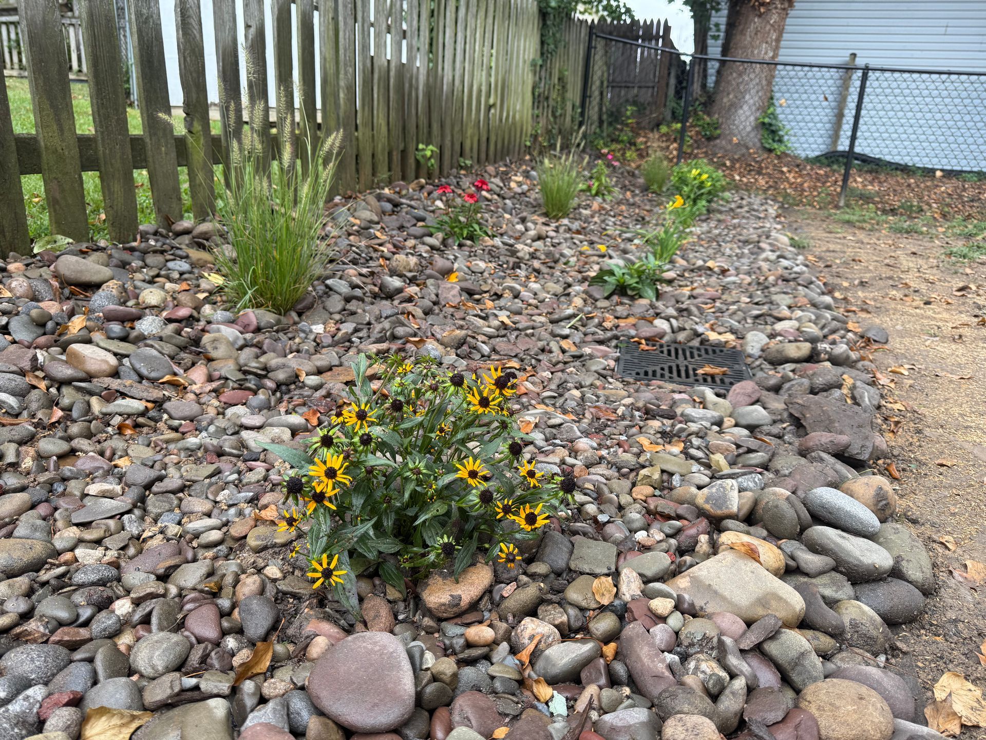 Rock garden bed with various plants, a fence, and a drain.
