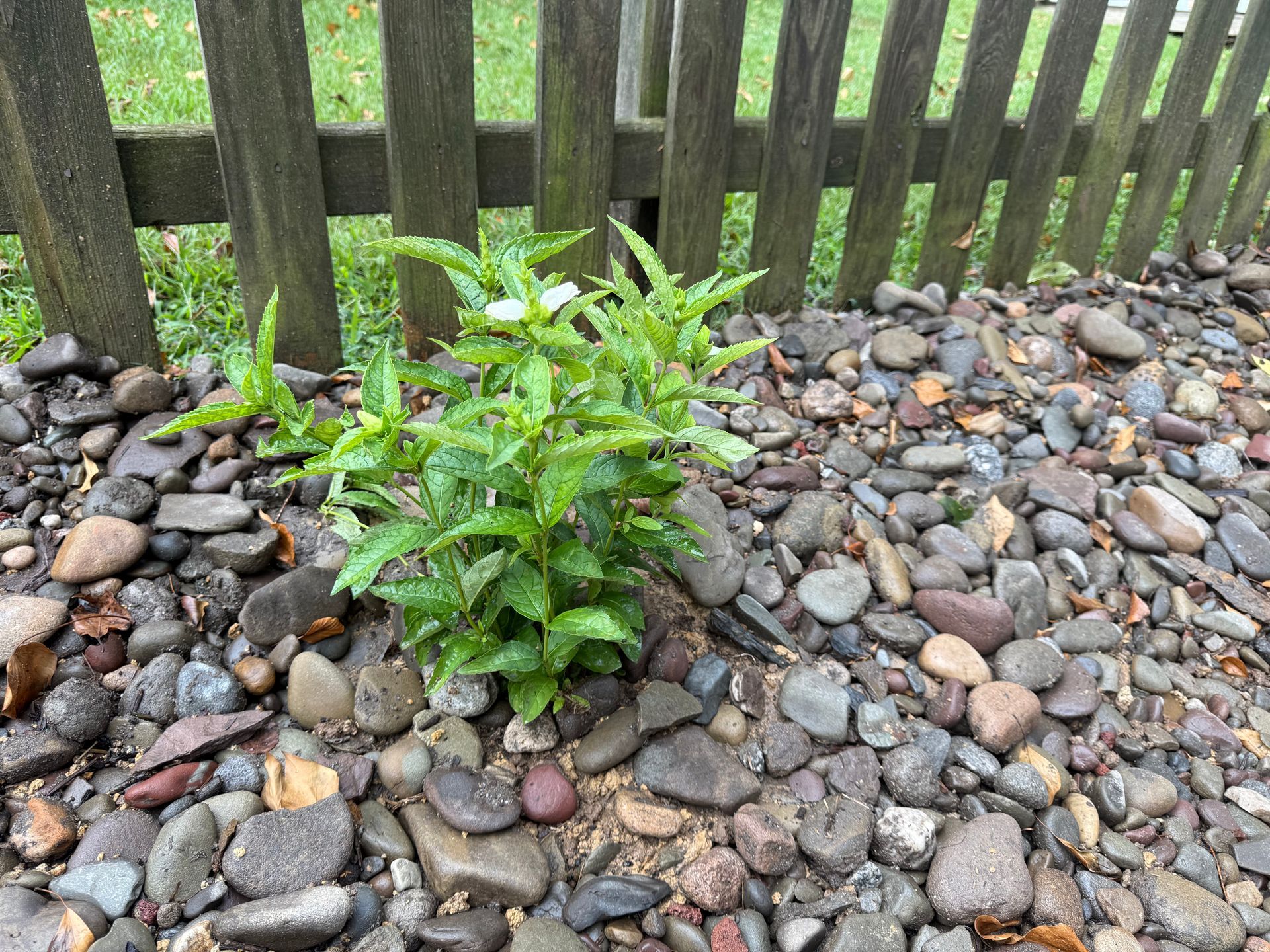Green plant with white flowers growing in a bed of gray and brown river rocks, near a wooden fence.