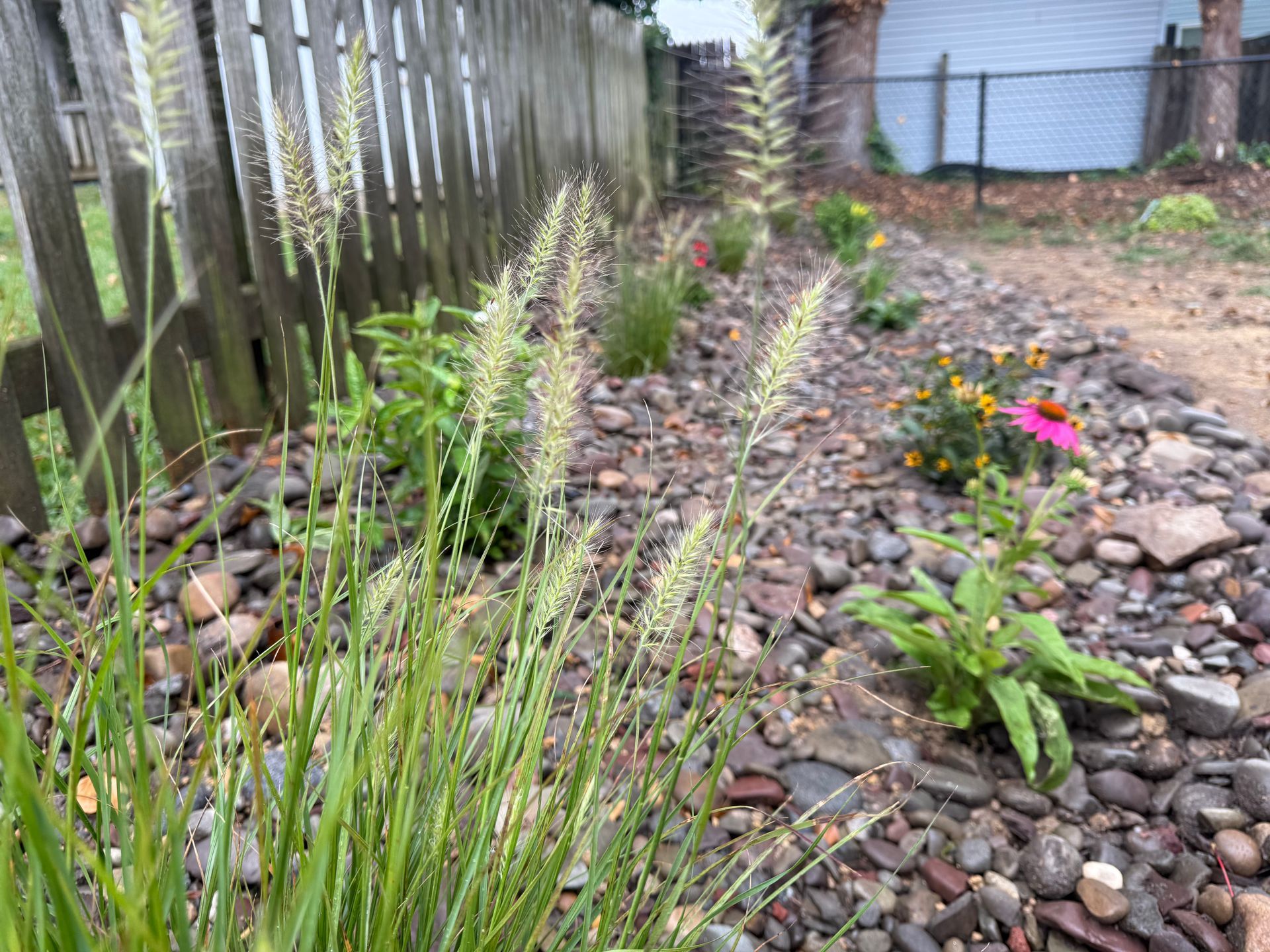 Grasses and flowers grow along a fence line in a gravel bed.