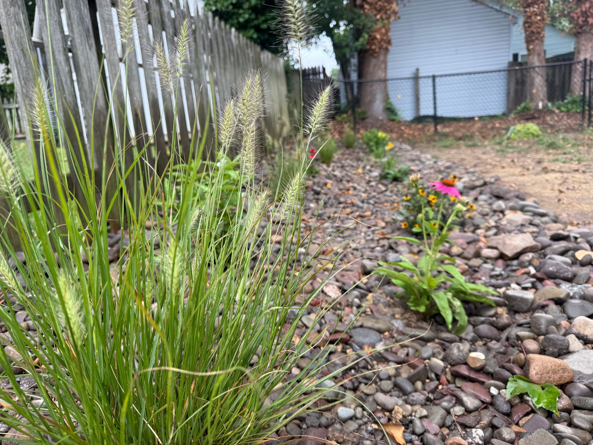 Grassy plants and pink coneflowers grow along a rock bed next to a wooden fence.