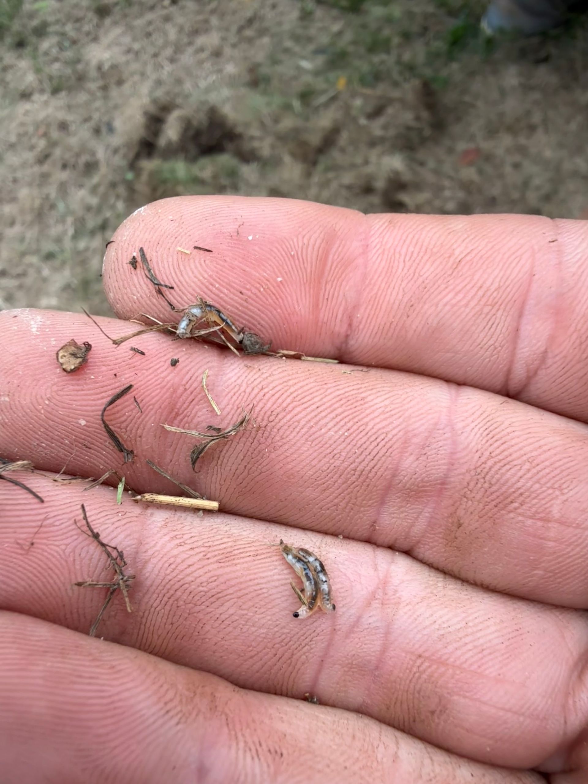 Hand holding small debris: dirt, grass, and a tiny insect.