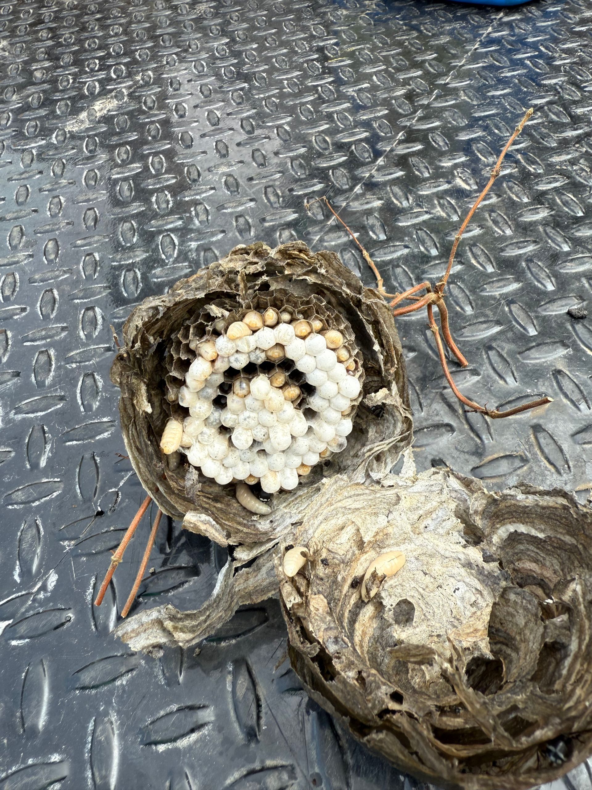 A torn wasp nest showing interior cells with eggs and developing larvae, lying on a textured metal surface.