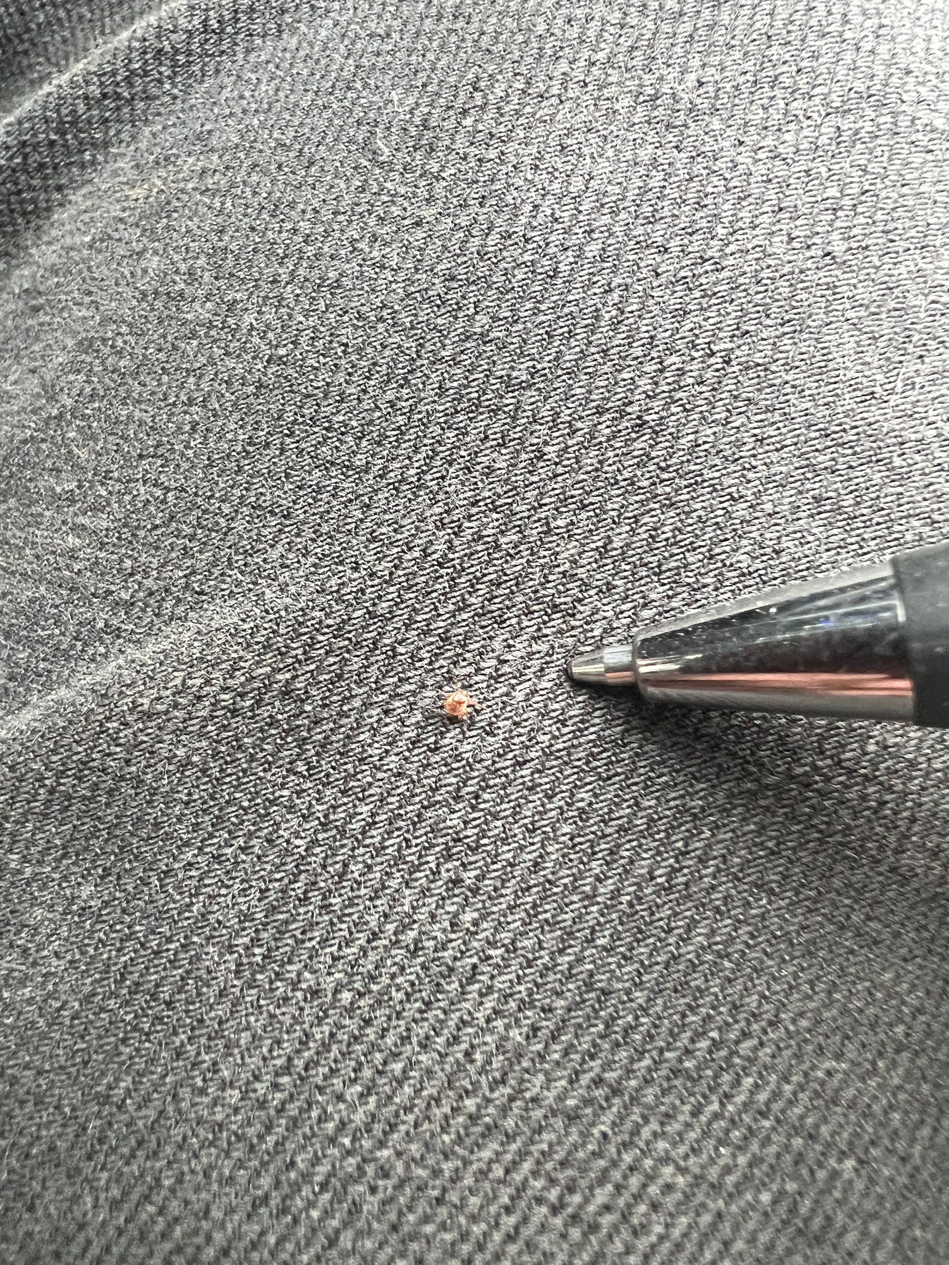 Small, brown speck on grey denim, with a pen tip pointing at it.