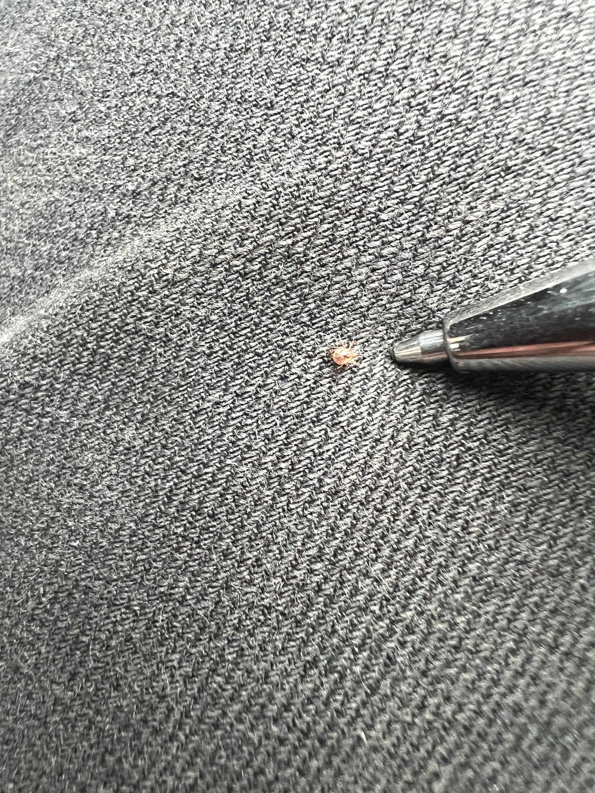 A small, brown speck on gray fabric is pointed at by the tip of a silver pen.