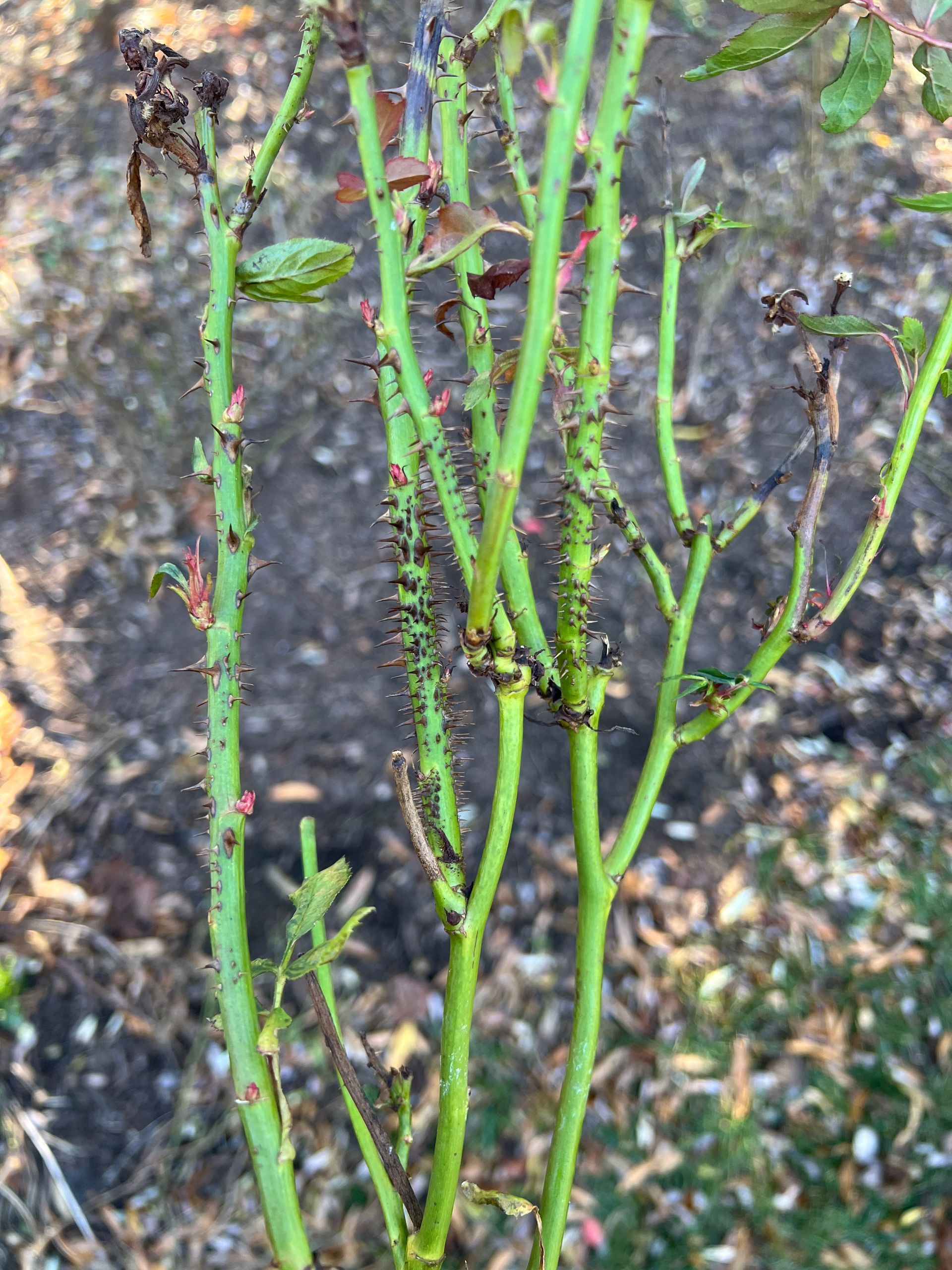 Green rose stems covered in small, black insects, likely aphids.