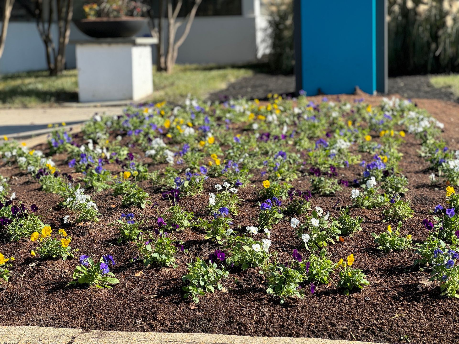 Flower bed with colorful pansies in front of a building.