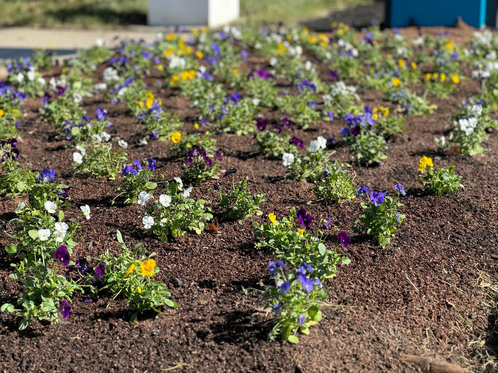 Flowerbed with rows of purple, yellow, and white pansies blooming in brown mulch.