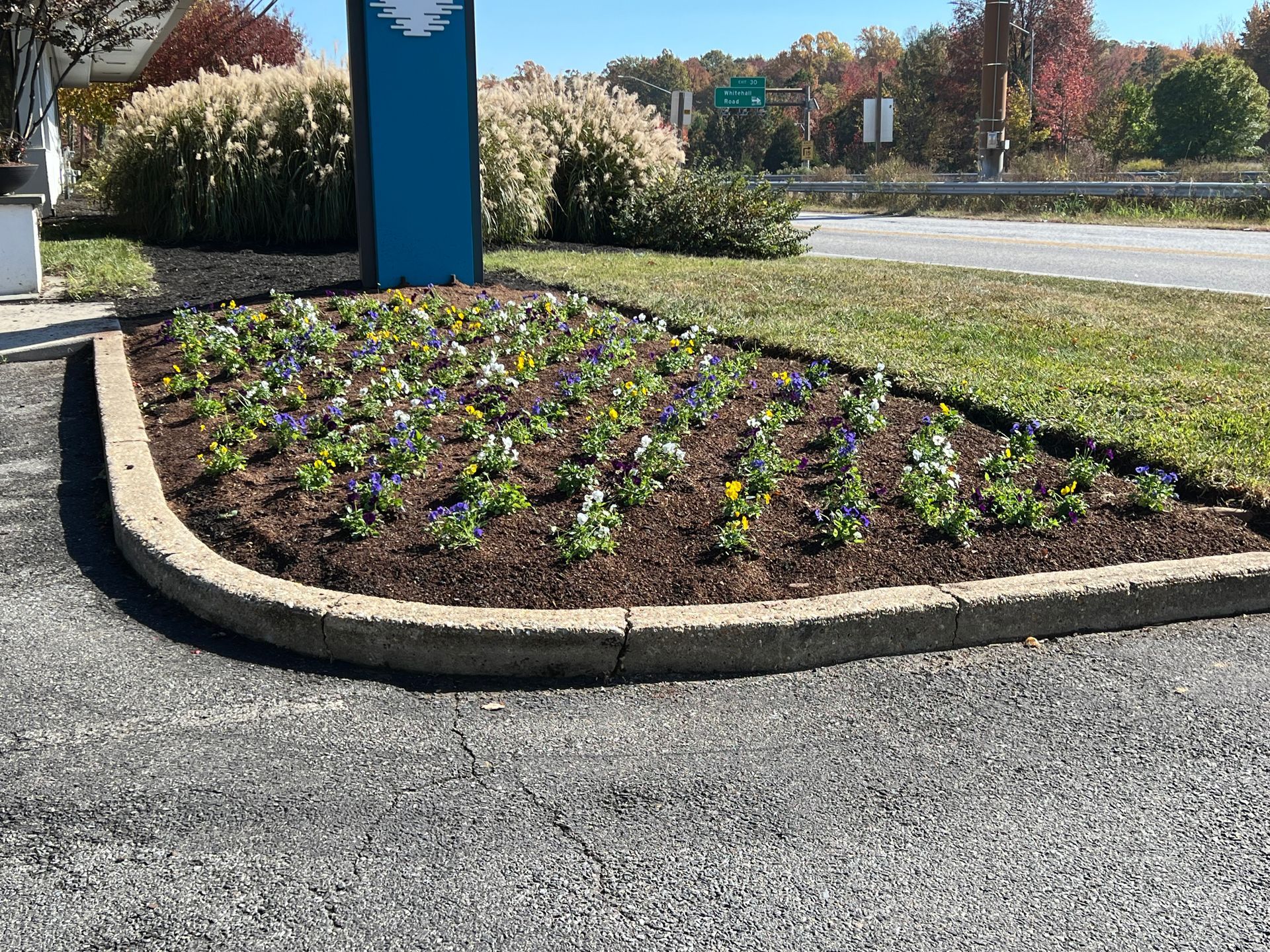 Flower bed with pansies in front of a blue sign on a sunny day.