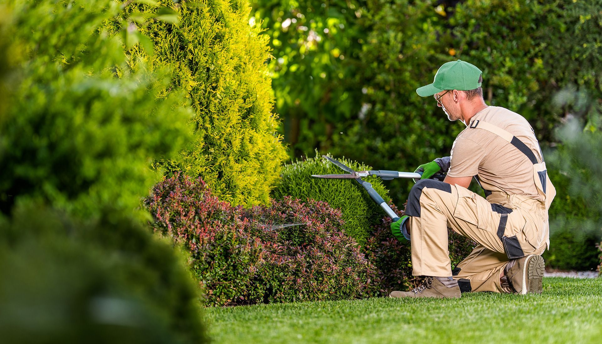 Gardener kneeling, trimming a hedge with shears on a sunny lawn.