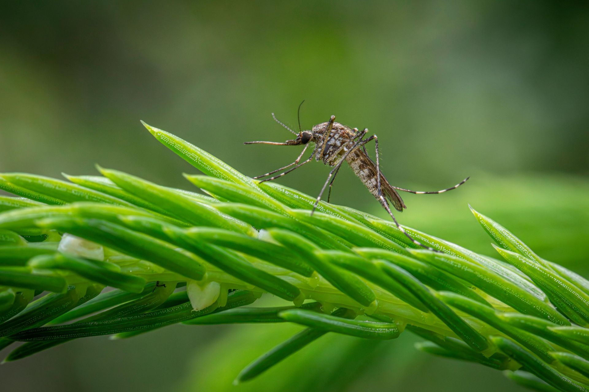 Mosquito perched on a green plant stem, its proboscis extended.