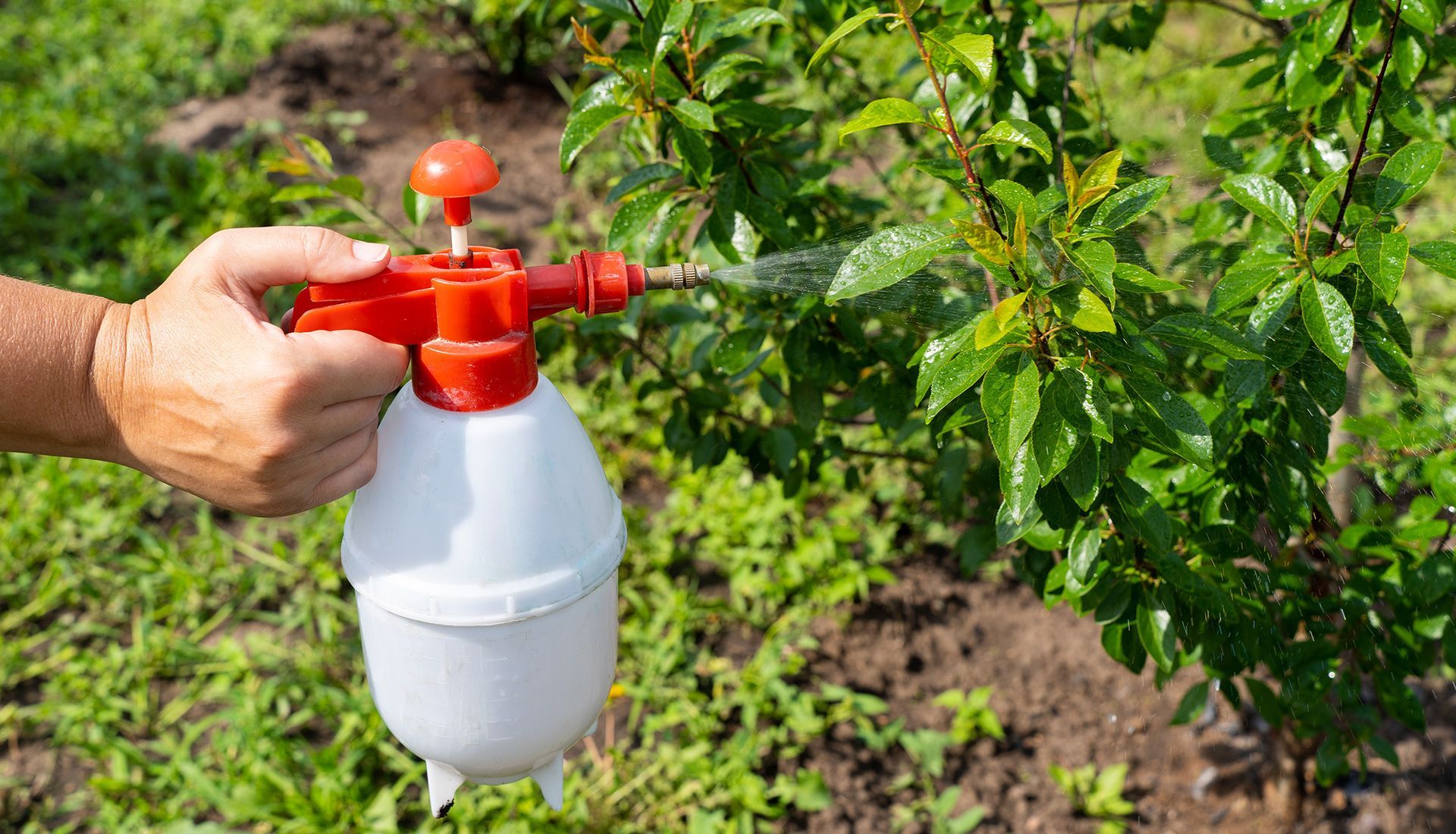 Person spraying liquid on a plant with a red and white hand pump sprayer in a garden.