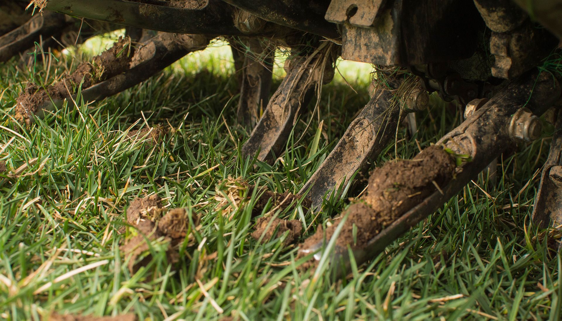 Aerator tines extracting soil cores from a green lawn.