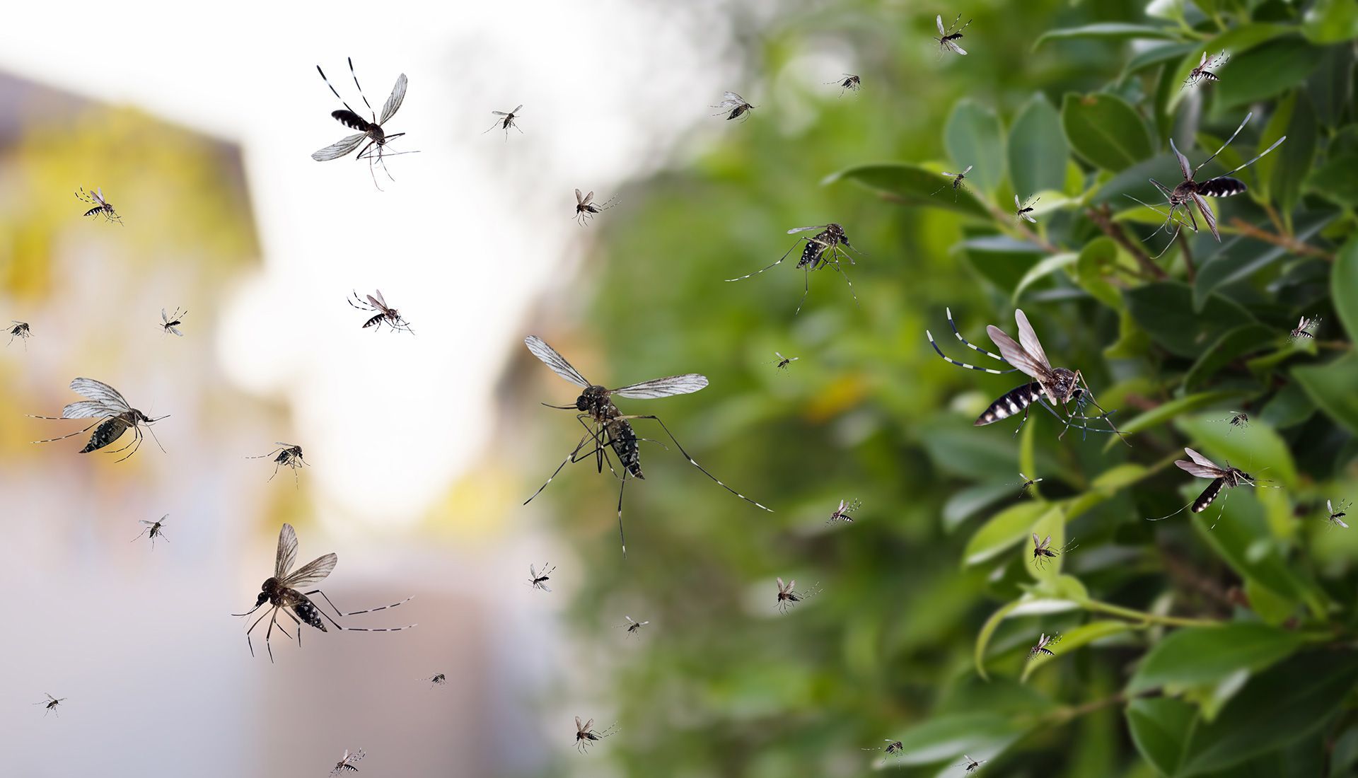Swarm of mosquitoes flying near green leafy plant.