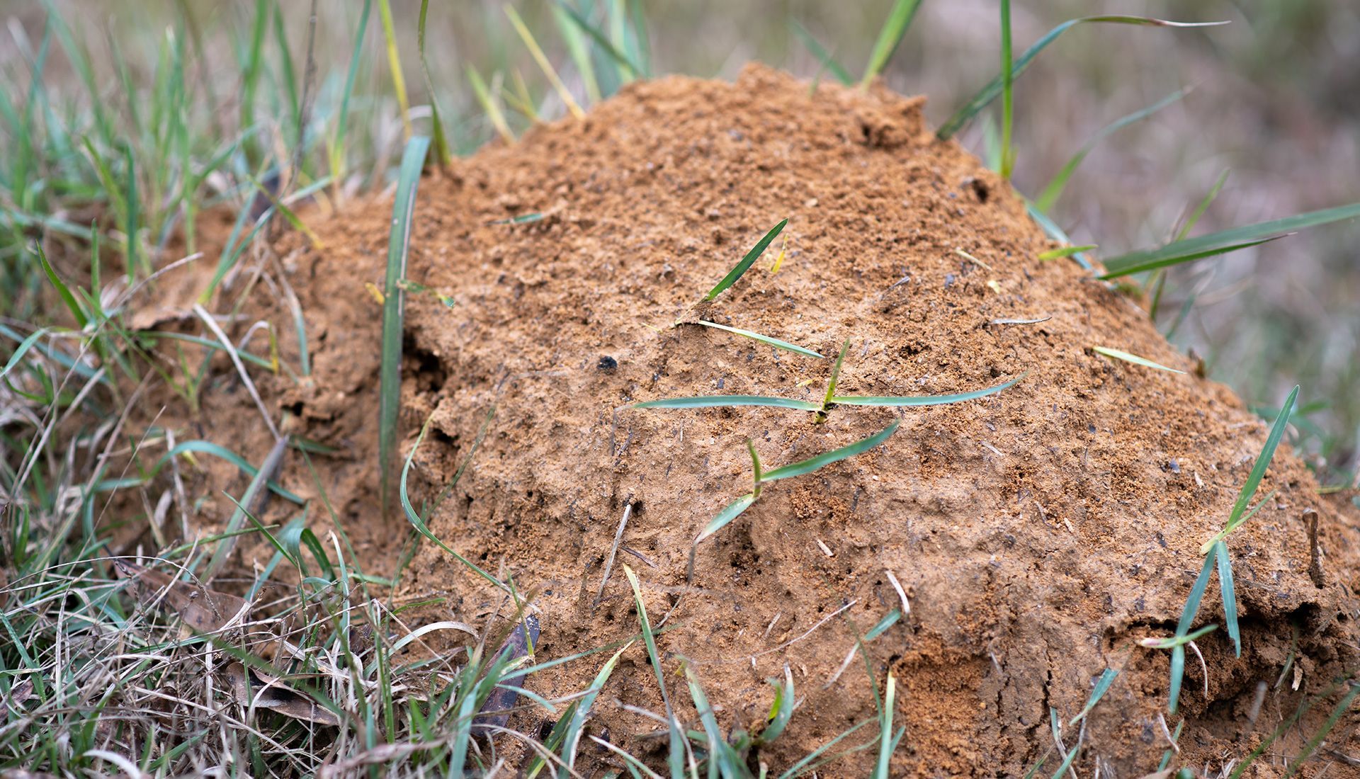 Brown ant hill in grass.