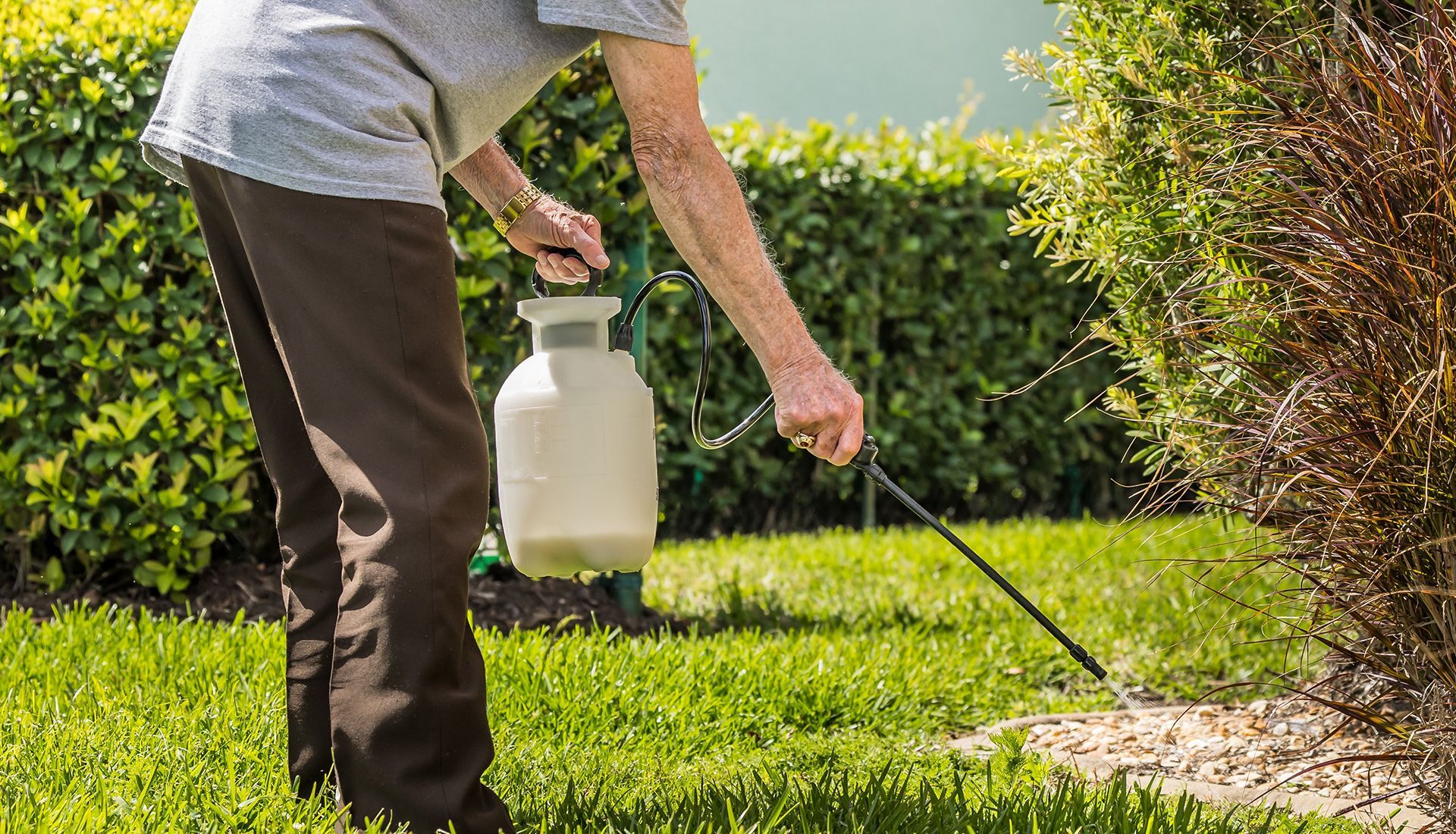Person spraying herbicide on a lawn next to a hedge.