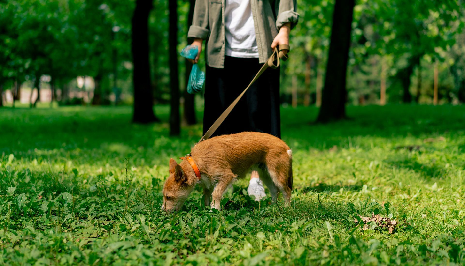 Dog on leash sniffing grass in a park; person holding leash and waste bags.