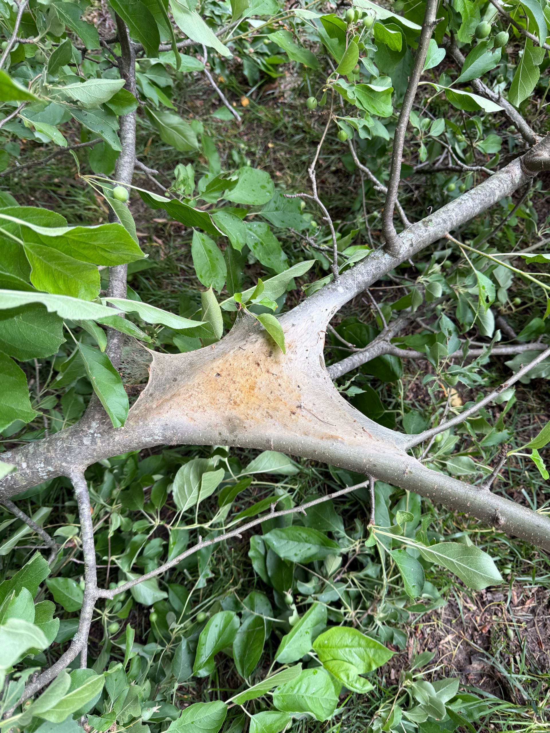 A tree branch with a large, web-like mass in the center. Green leaves surround the branch.