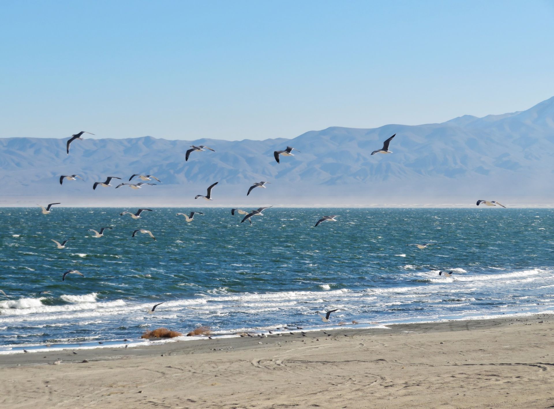 A flock of seagulls are flying over the ocean