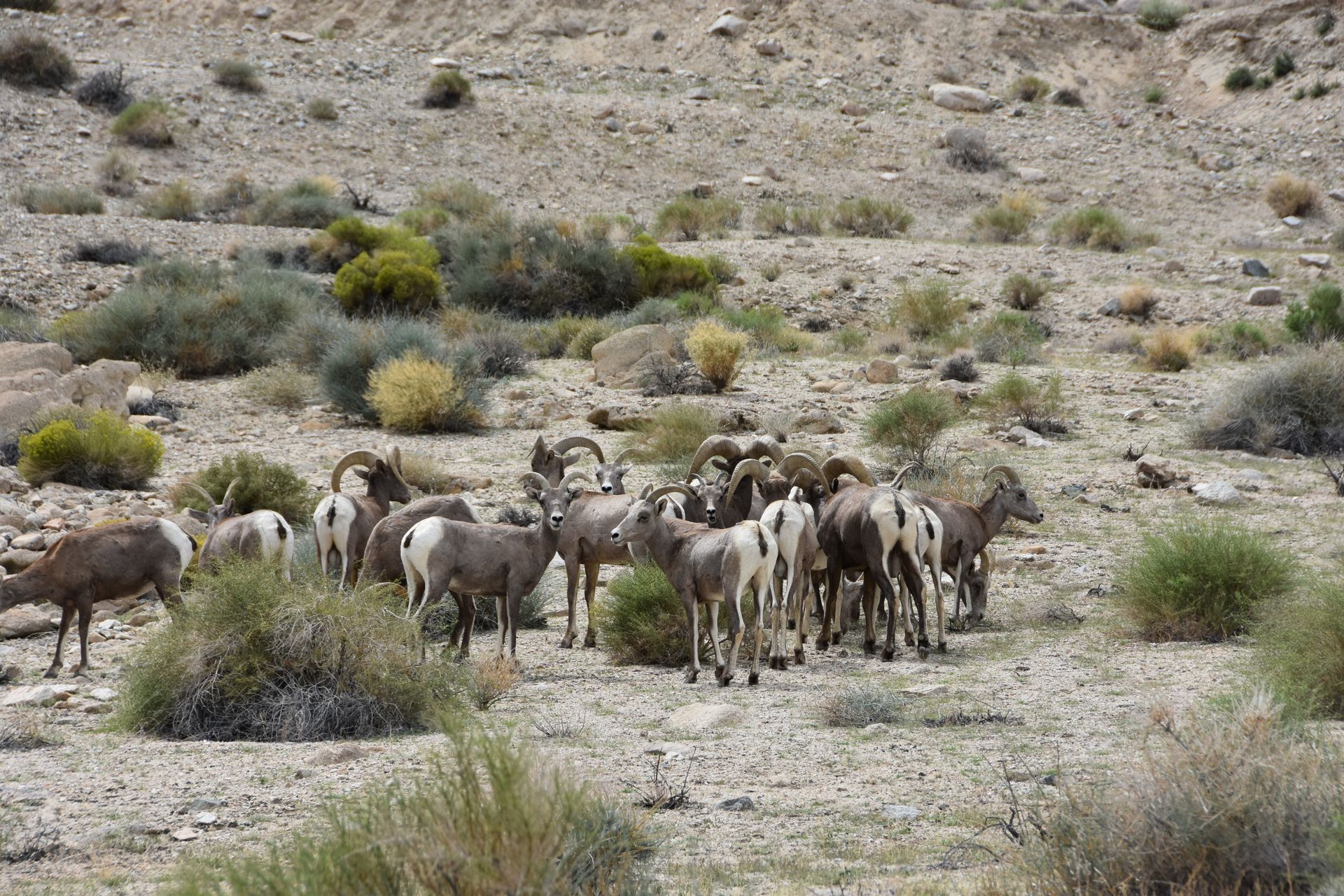 A herd of sheep are grazing in the desert