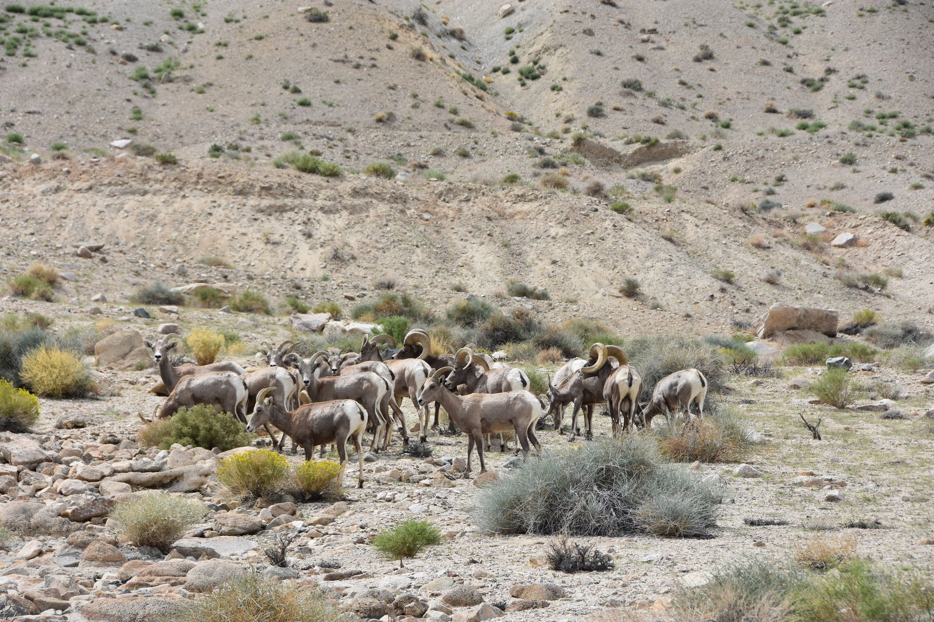 A herd of sheep are grazing in the desert.