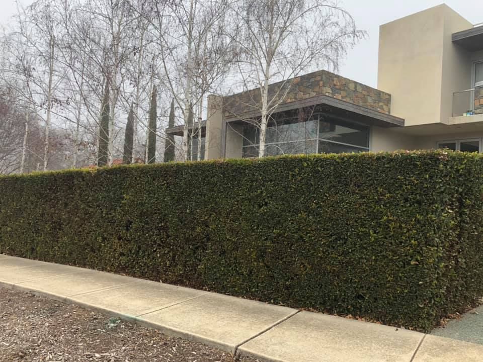 A large hedge along a sidewalk in front of a house.