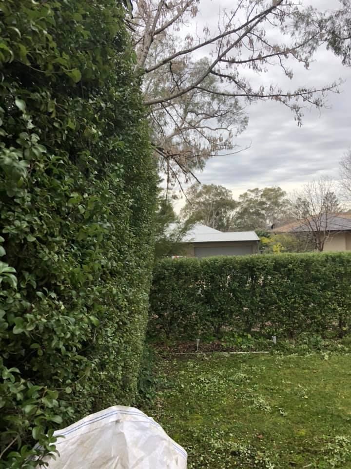 A hedge in a yard with a house in the background.