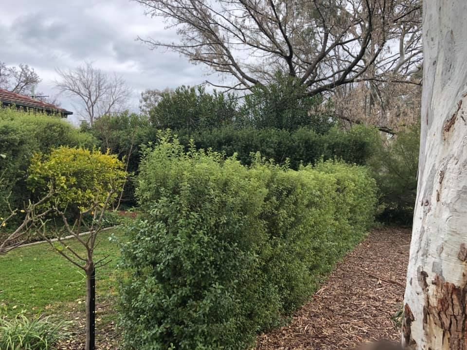 A squirrel is standing next to a tree in a garden.