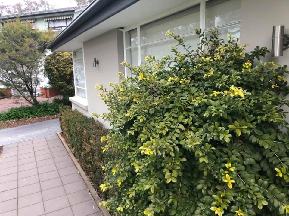 A bush with yellow flowers is in front of a house