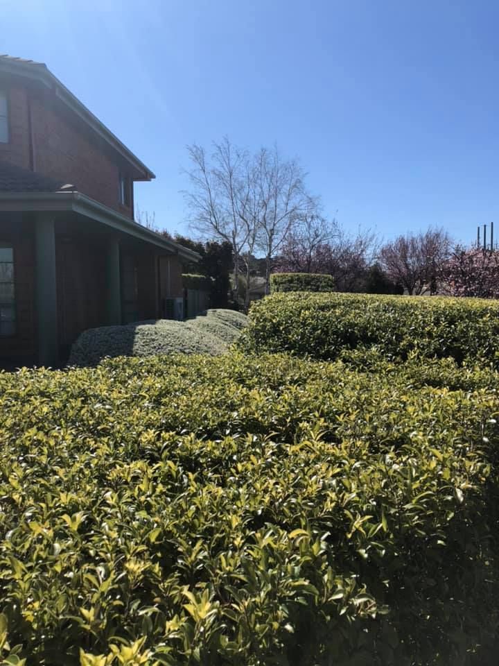 A house with a lot of bushes in front of it