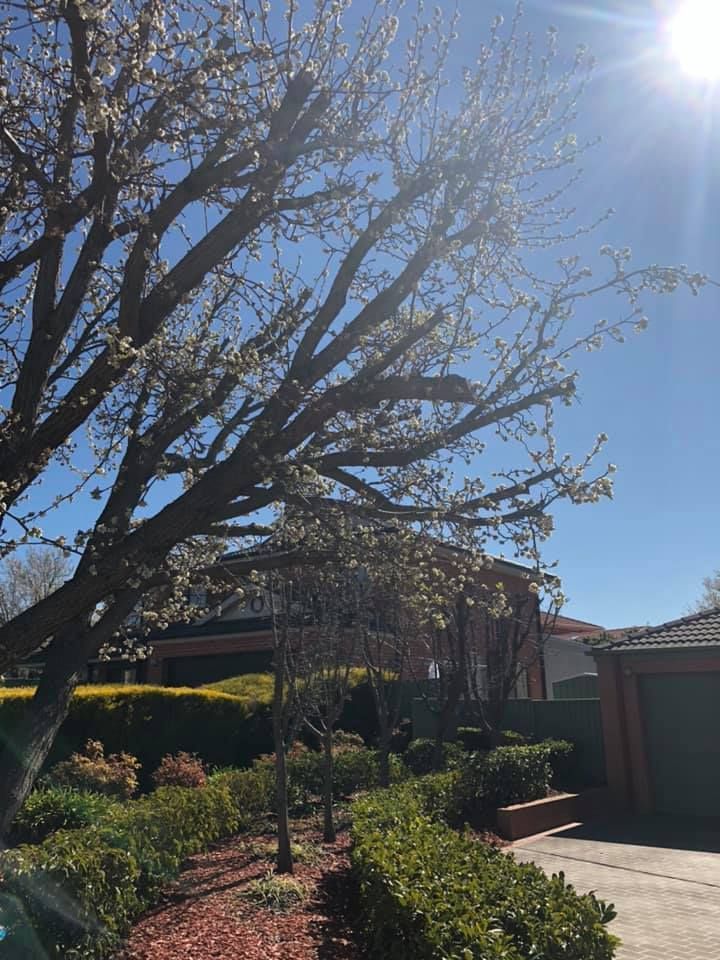 A tree with white flowers is in front of a house