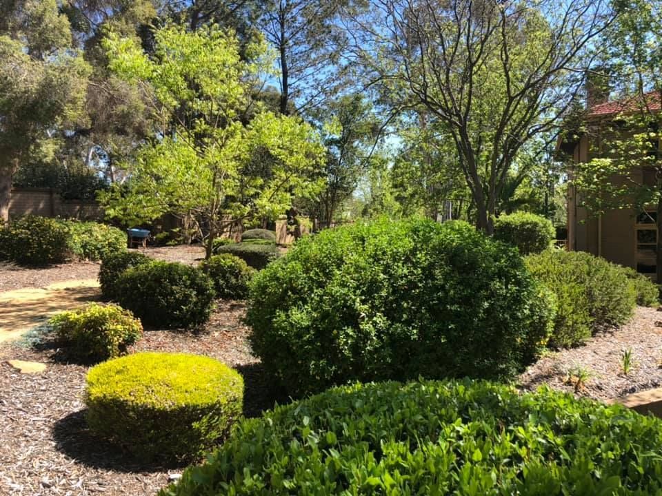 A garden filled with lots of bushes and trees on a sunny day.