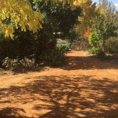 A dirt road surrounded by trees and bushes on a sunny day.