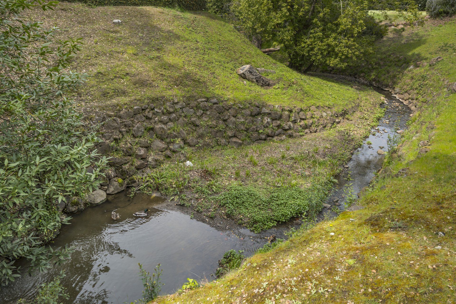 A small stream running through a lush green yard surrounded by trees.