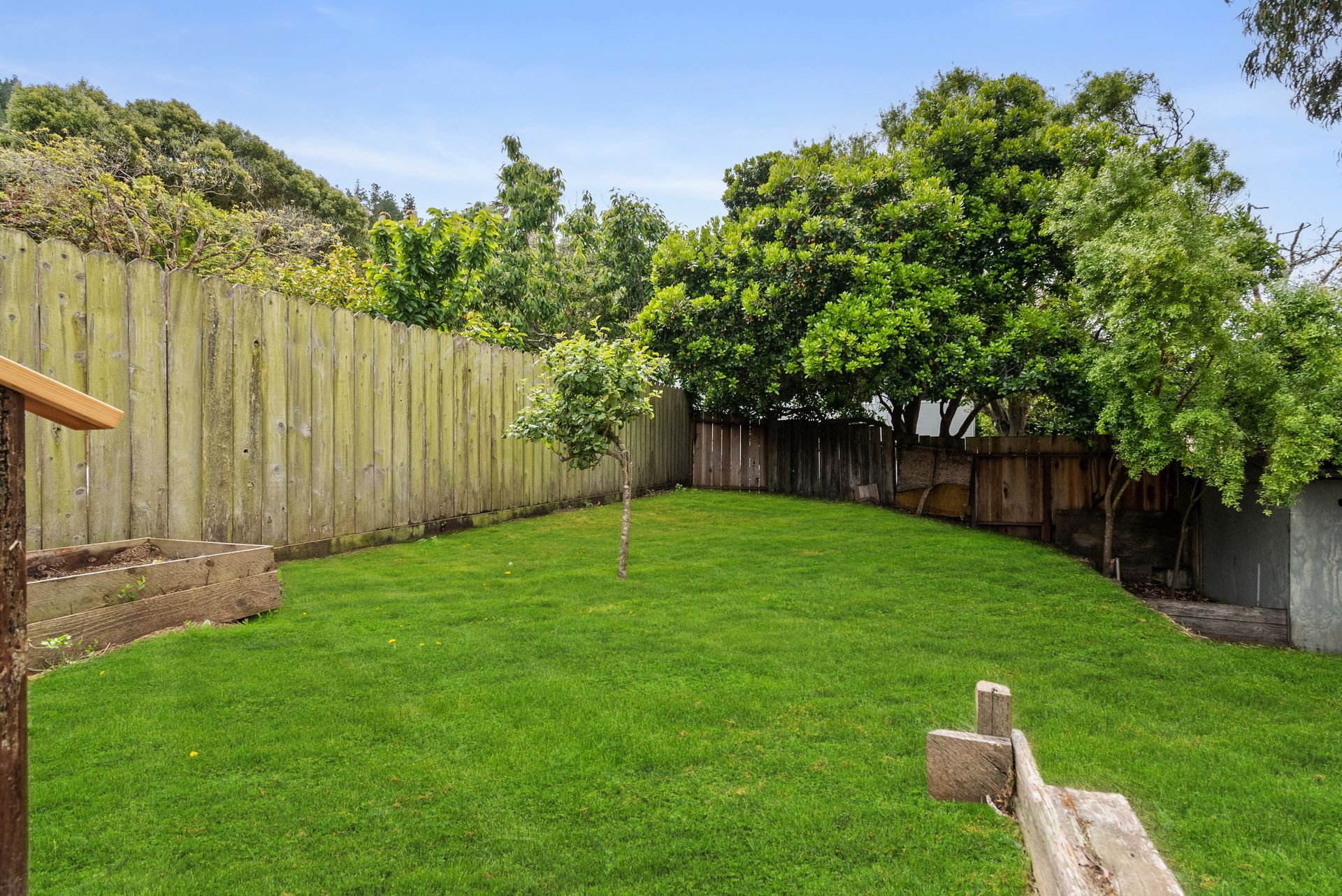 A lush green backyard with a wooden fence and trees.
