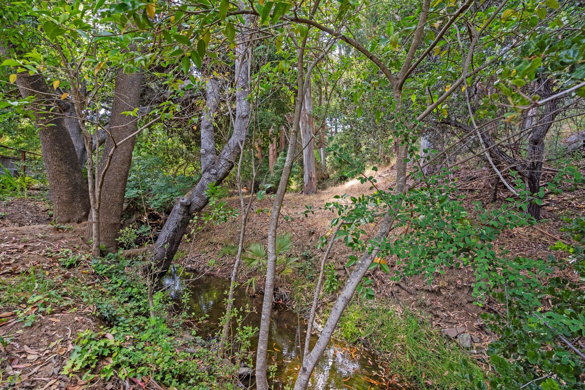 A small stream in the middle of a green space surrounded by trees.