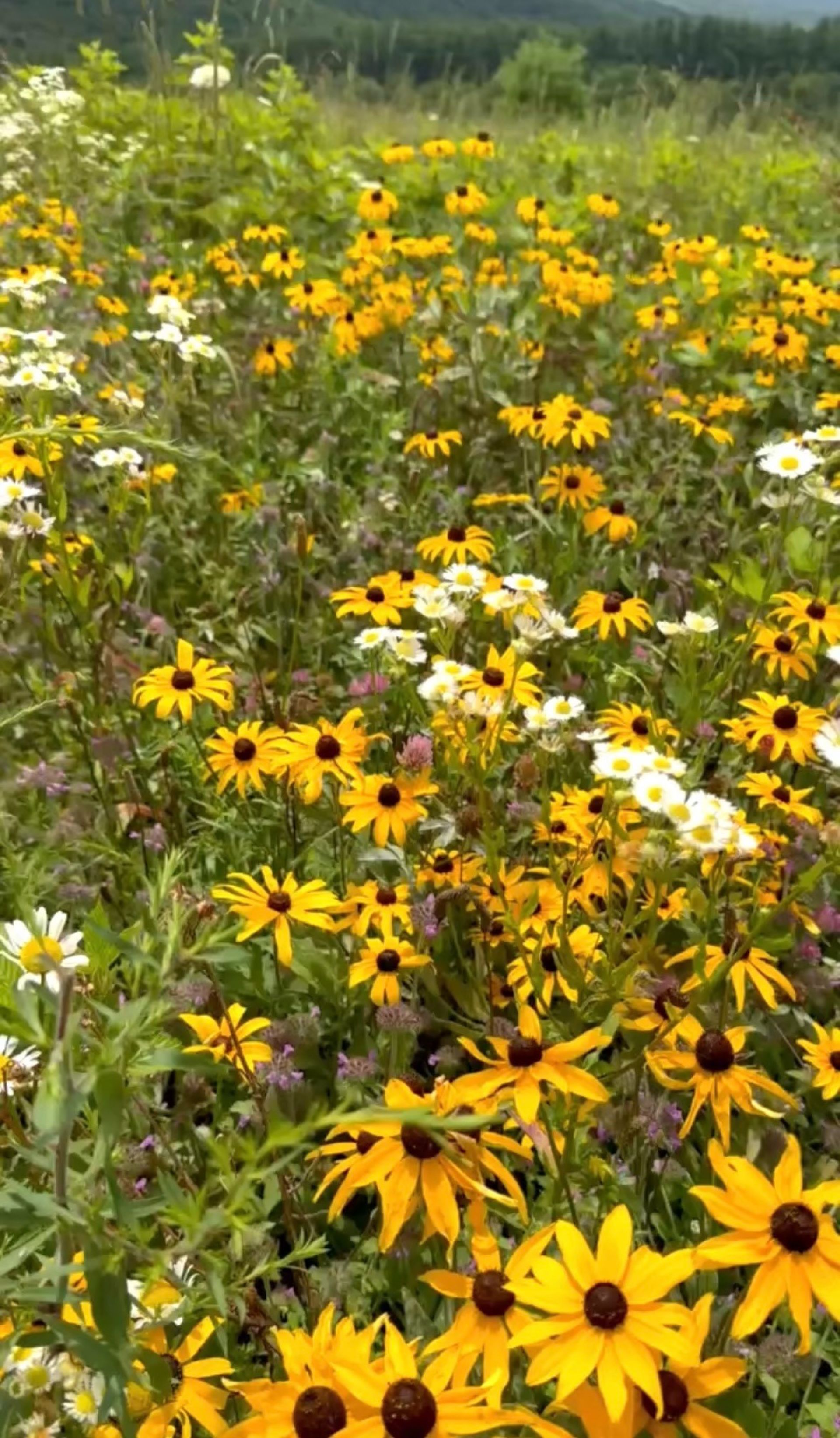A vibrant field filled with yellow black-eyed Susan flowers and small white blossoms under a green, rolling hillside.