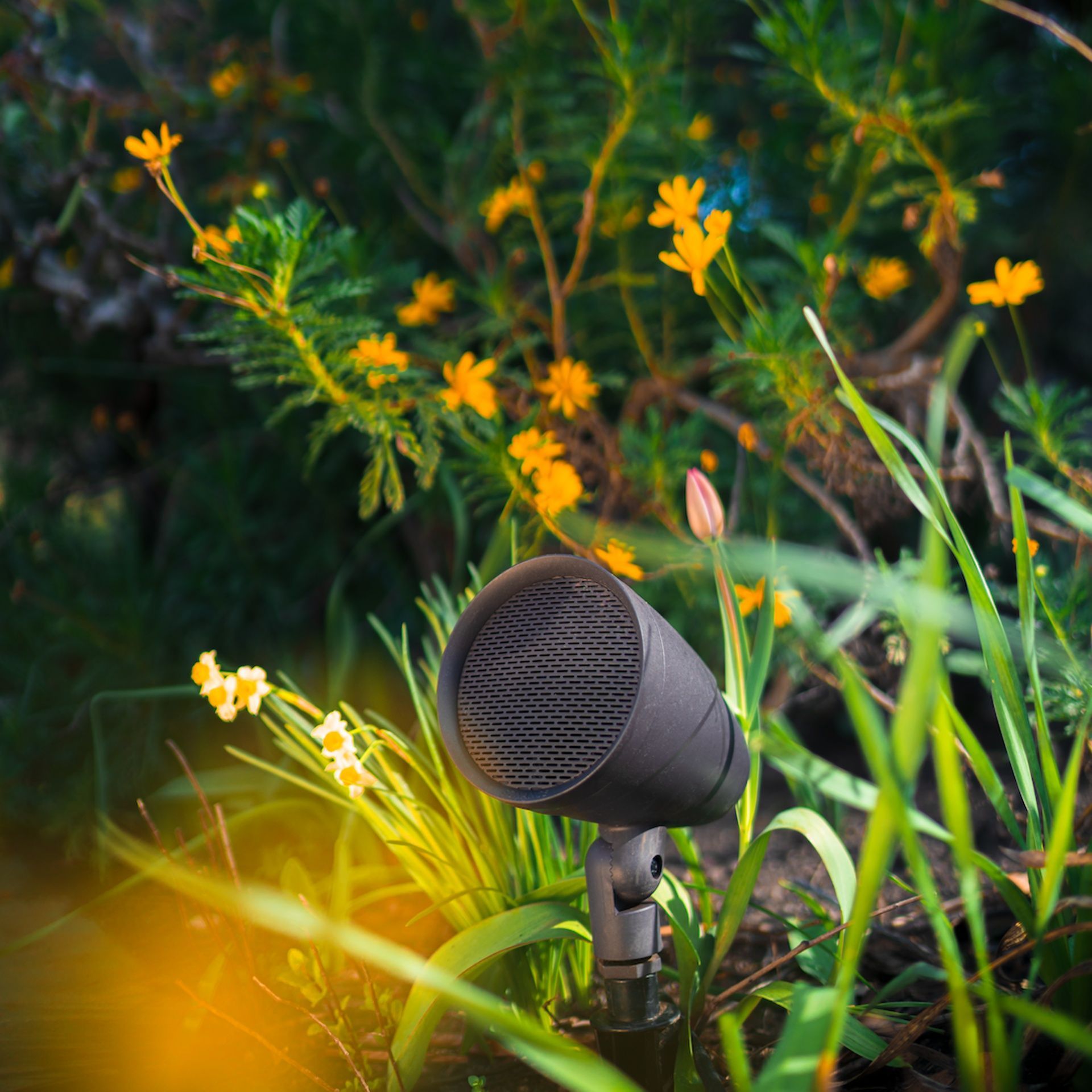 Black outdoor spotlight in a garden bed with yellow flowers.