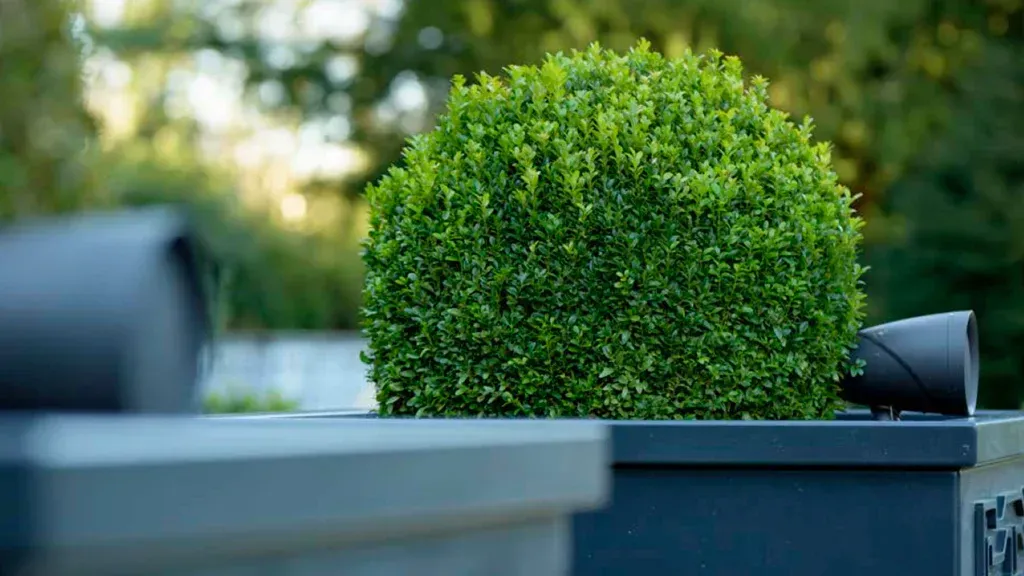 Rounded green bush in a black planter, with a blurred background. Two black spotlights are on the planter.