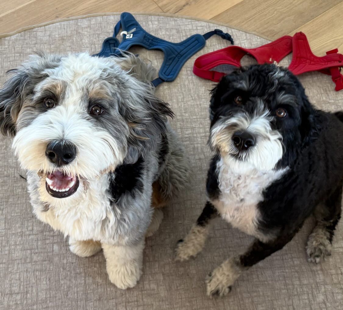Two fluffy dogs, one gray and white, the other black and white, sit side-by-side, looking up at the camera.