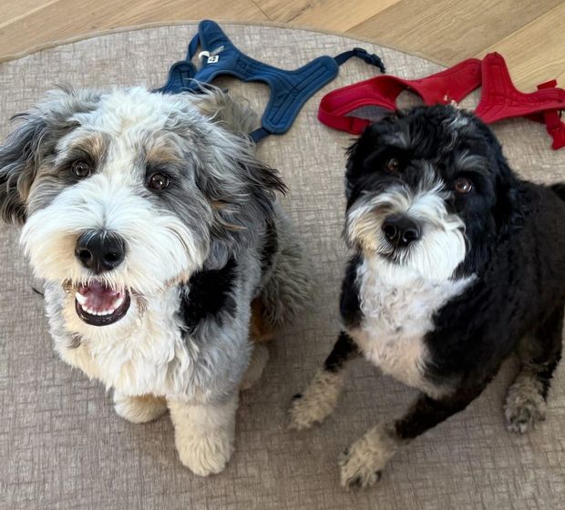 Two fluffy dogs, one gray and white, the other black and white, sit side-by-side, looking up at the camera.