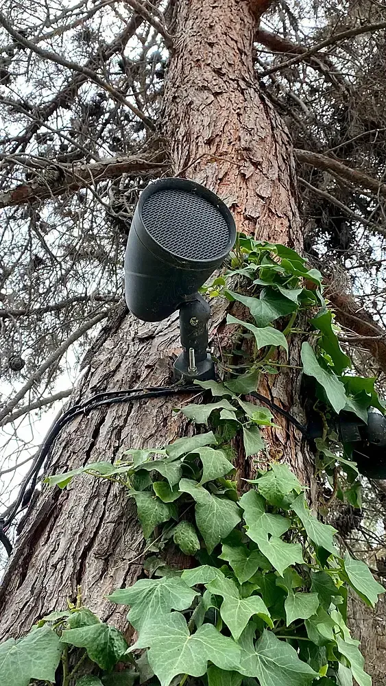 Black speaker attached to a tree trunk covered in green ivy. Wires run alongside the light.