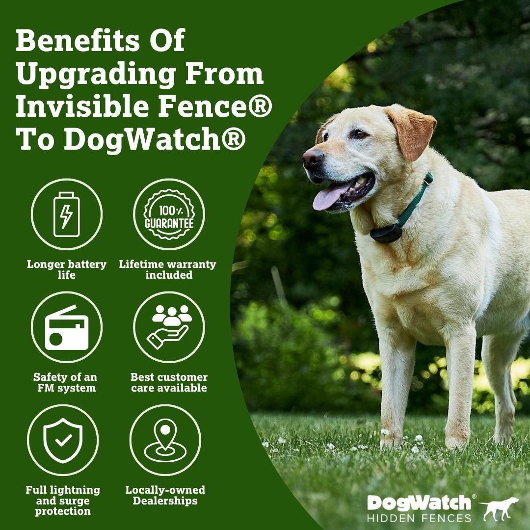 An advertisement comparing Invisible Fence® and DogWatch® hidden fences, with a Labrador and benefits icons.