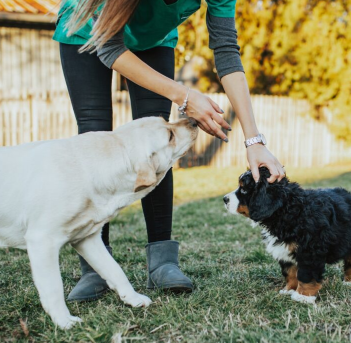Woman petting two dogs on a grassy lawn: yellow lab and Bernese mountain dog puppy.