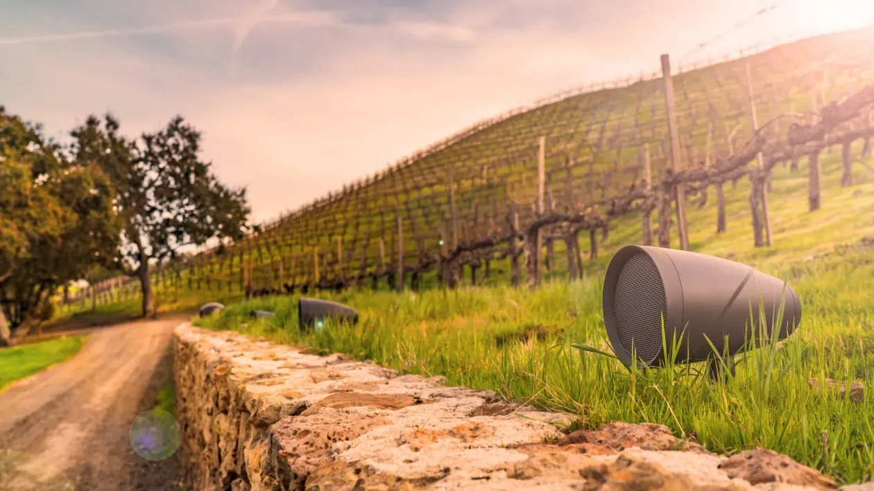 Vineyard with rows of vines on a hillside, a dirt road, and outdoor speakers. Sunlight and greenery.