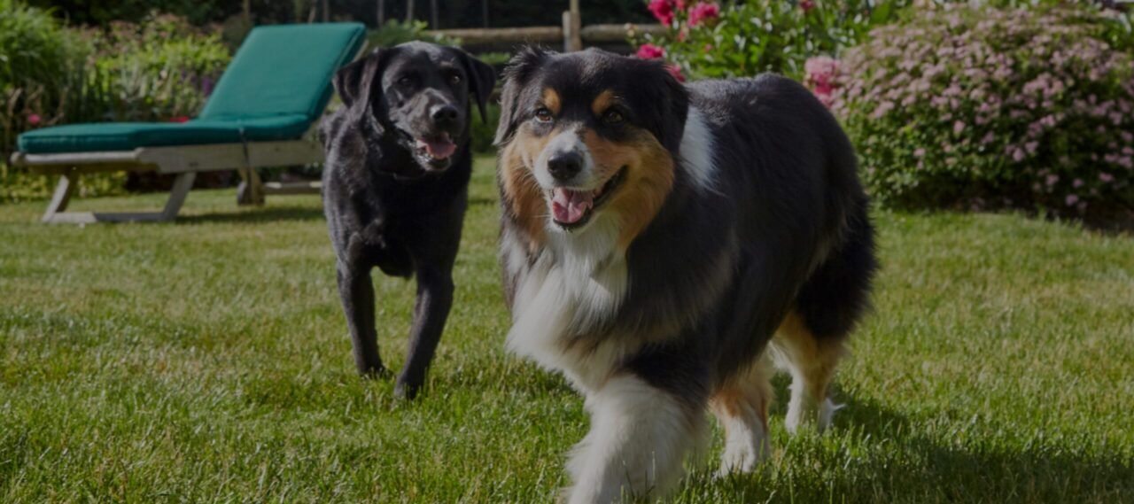 Two dogs running on grass. One is black, the other has a fluffy coat. Green lounge chair in the background.