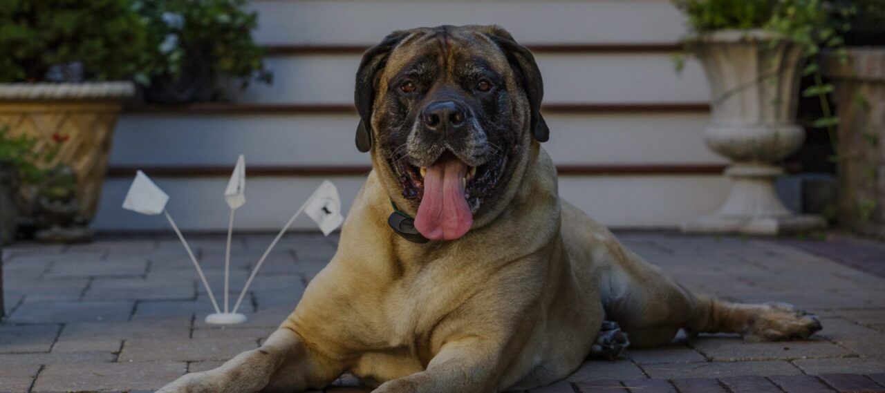 Large brindle Mastiff dog with tongue hanging out, laying on brick patio near white flags and potted plants.