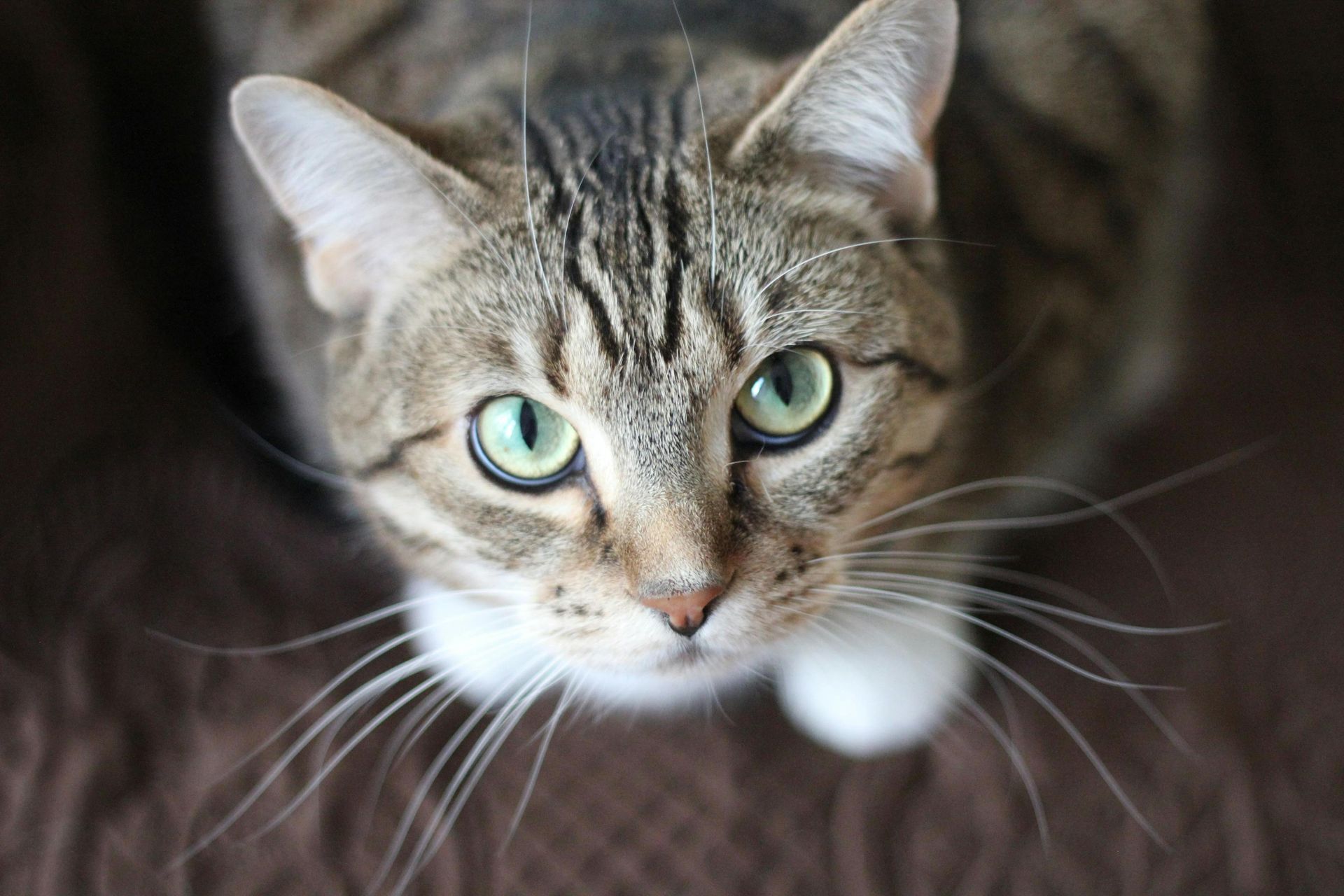 Tabby cat looking up with green eyes, white bib, and long whiskers.