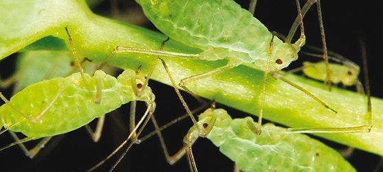 Una colonia di afidi che infesta una pianta